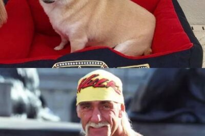 HEARTBREAKING: Hulk Hogan’s Dog Duke Stuns Everyone At Funeral With One Silent Act