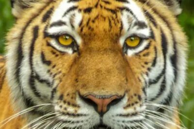 Horrific New Details Emerge About Tiger King Associate’s Fatal Mauling And What He Endured Has Fans Stunned