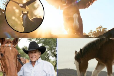 “This doesn’t feel like a commercial… it feels like a memory.” With the U.S. celebrating its 250th birthday and Budweiser marking 150 years, the brand’s 2026 Super Bowl commercial leans fully into Americana — and hits straight in the chest. Set to Lynyrd Skynyrd’s “Free Bird,” the clip unfolds in sweeping silence: a bald eagle cutting through open skies, the iconic Budweiser Clydesdales moving with quiet power, and landscapes that feel timeless rather than staged. There’s no dialogue, no pitch — just symbols, history, and emotion layered together in a way that feels intentional. It’s not selling a product as much as reminding viewers why certain images still matter